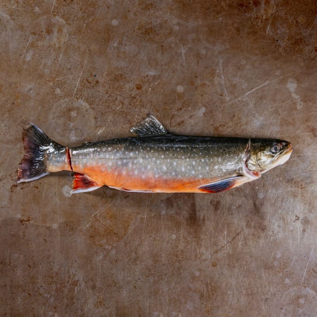 Pistole Hardcore-Food Bachsaibling. Edeler Fisch nach Ike Jime verarbeitet.
