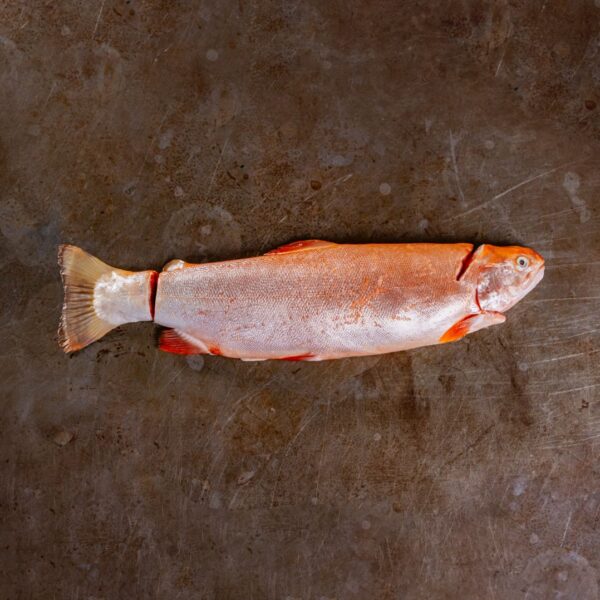 Pistole Hardcore-Food Regenbogenforelle, ganzer Fisch