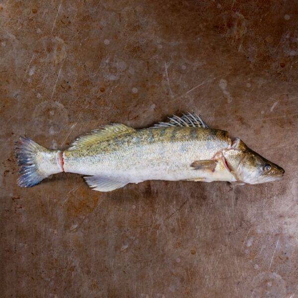 Hardcore Zander